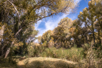 Cover image for Al Andersen Photography's San Pedro Riparian National Conservation Area Gallery.