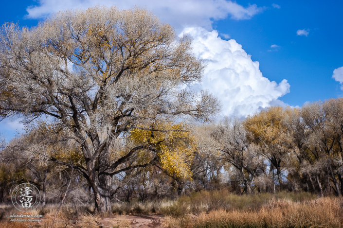 Mighty cottonwood tree crowned by cumulus cloud.