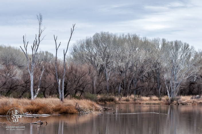 An overcast day at Kingfisher Pond.