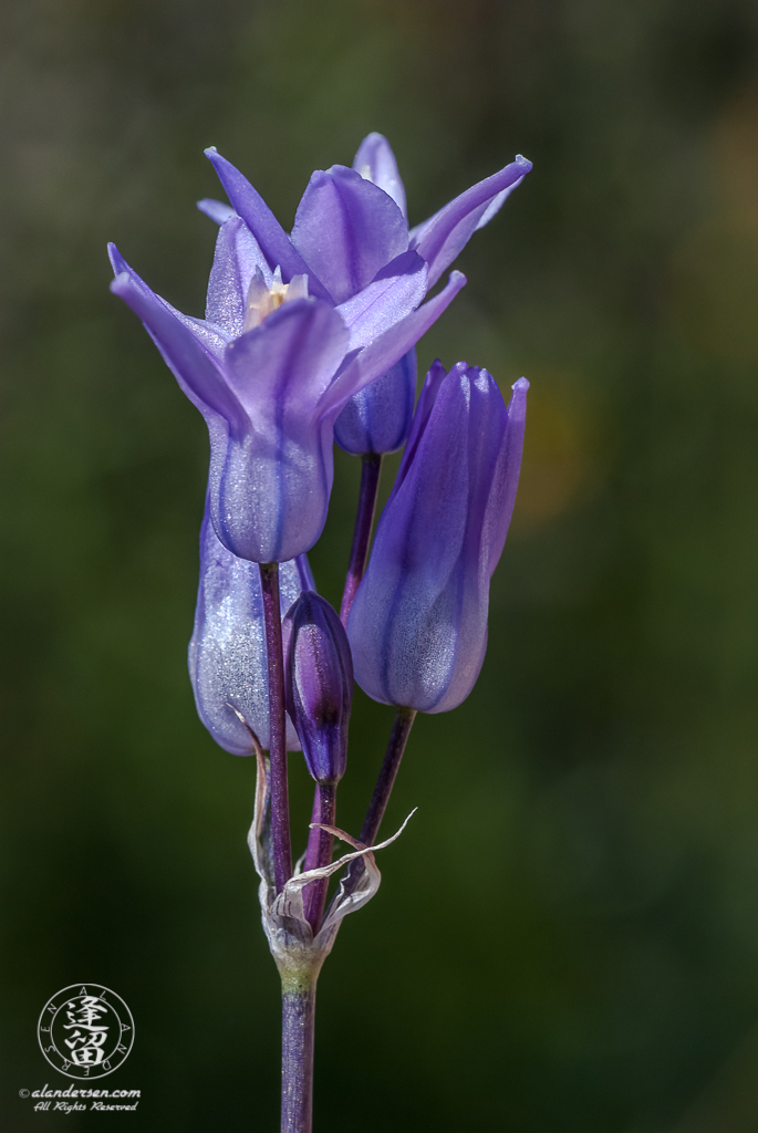 Closeup of a Desert Hyacinth (Dichelostemma capitatum) flower.