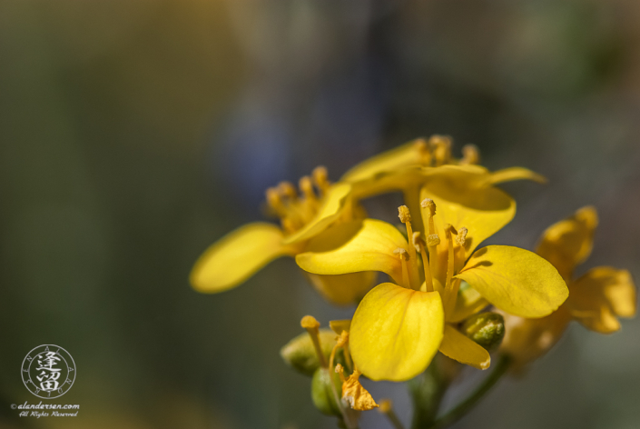 Gordon's Bladderpod (Lesquerella gordonii) sidelit against green background.