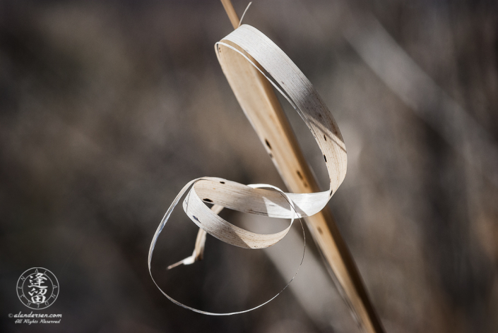 Closeup abstract of large grass blade looking like twisted ribbon.