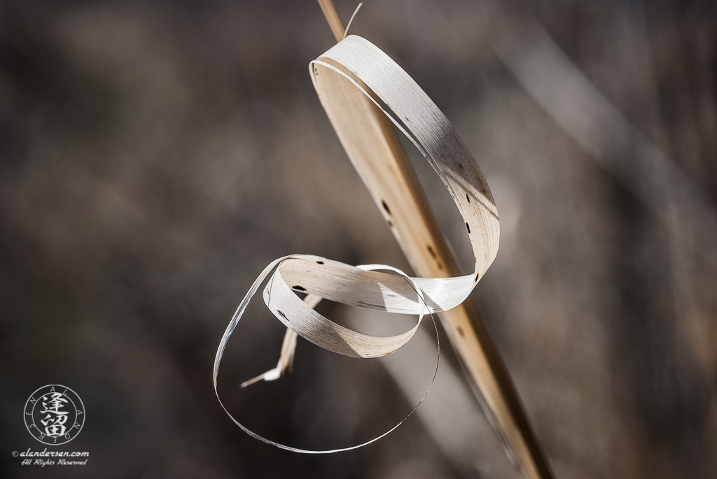 Closeup abstract of large grass blade looking like twisted ribbon.