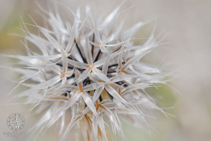 Hi-key macro closeup of Lindley's Silverpuffs (Microseris lindleyi).