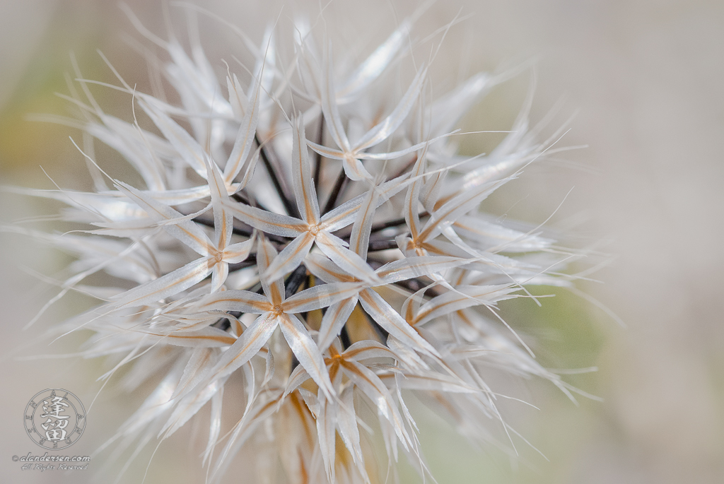 Hi-key macro closeup of Lindley's Silverpuffs (Microseris lindleyi).