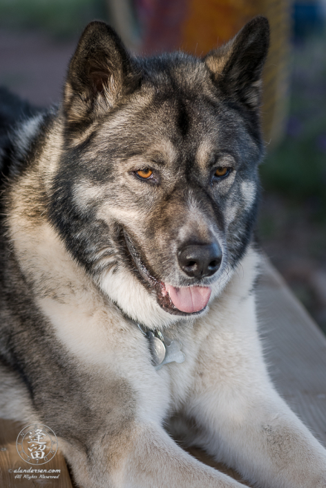 Hachi laying on top of the picnic table in the late rays of the afternoon sun.