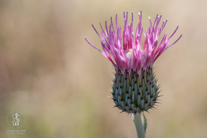 Thistle (Cirsium neomexicanum) flower starting to bloom.