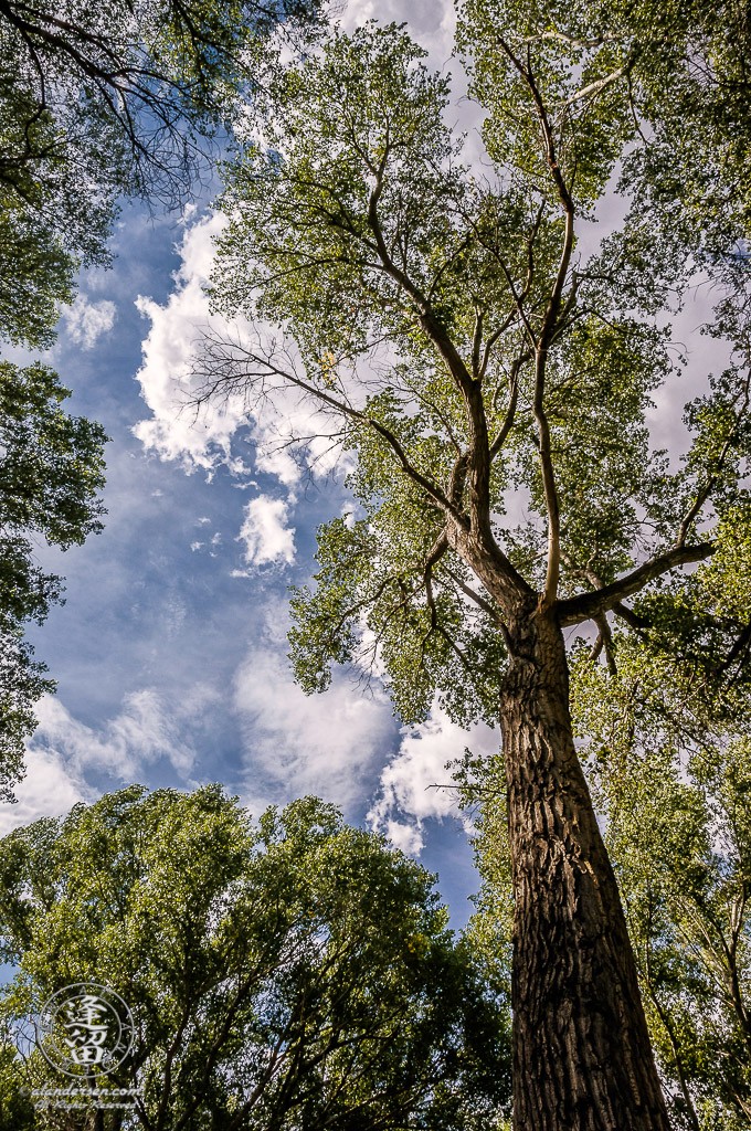 Tall Cottonwood Tree (Populus Fremontii) reaching up toward the sky.
