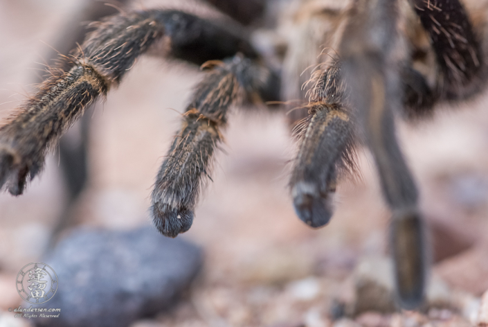 Closeup ground-level view of Arizona Blonde Tarantula (Aphonopelma chalcodes).