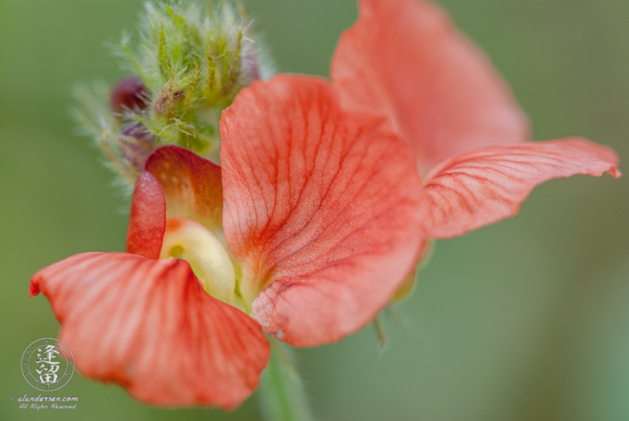 Variableleaf Bushbean (Macroptilium gibbosifolium) salmon pink flowers.