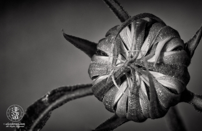 Closeup image of Common Sunflower (Helianthus annuus) bud beginning to unfurl.