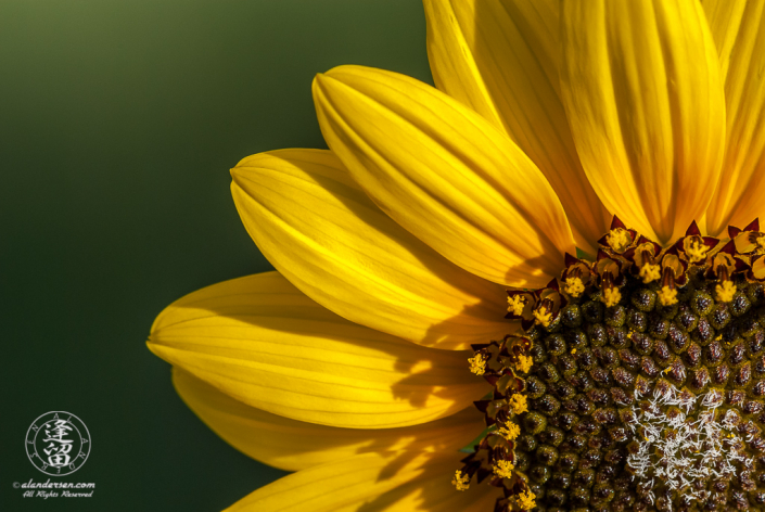 Common sunflower with petals radiating from lower right corner of image frame.