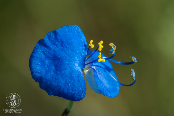 Erect Dayflower (Commelina erecta) closeup in early morning light.