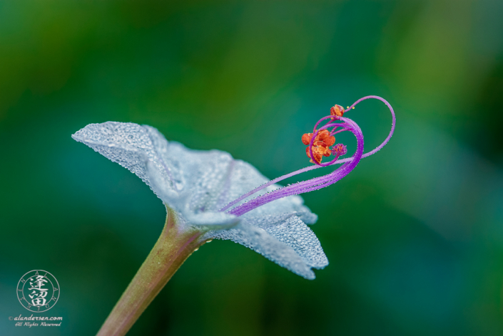 Sweet Four O'Clock (Mirabilis longiflora) flower covered with morning dew.