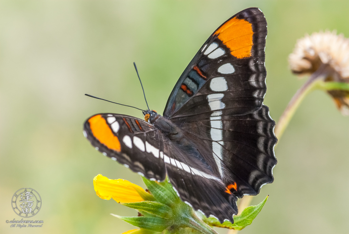 California Sister (Adelpha californica) Butterfly atop composite wildflower.