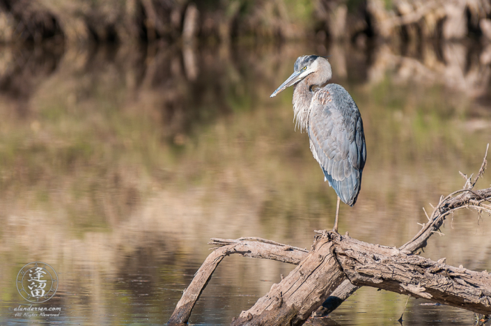 Great Blue Heron (Ardea herodias) standing on log in pond.