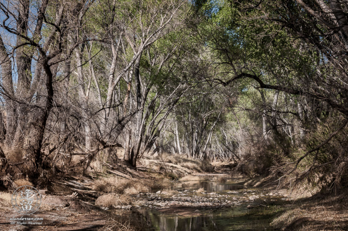 Cottonwood trees arching over the San Pedro River.