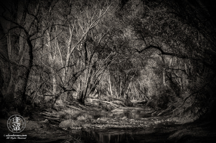 Cottonwood trees arching over the San Pedro River.