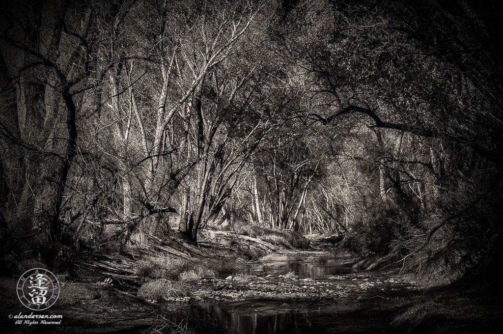 Cottonwood trees arching over the San Pedro River.