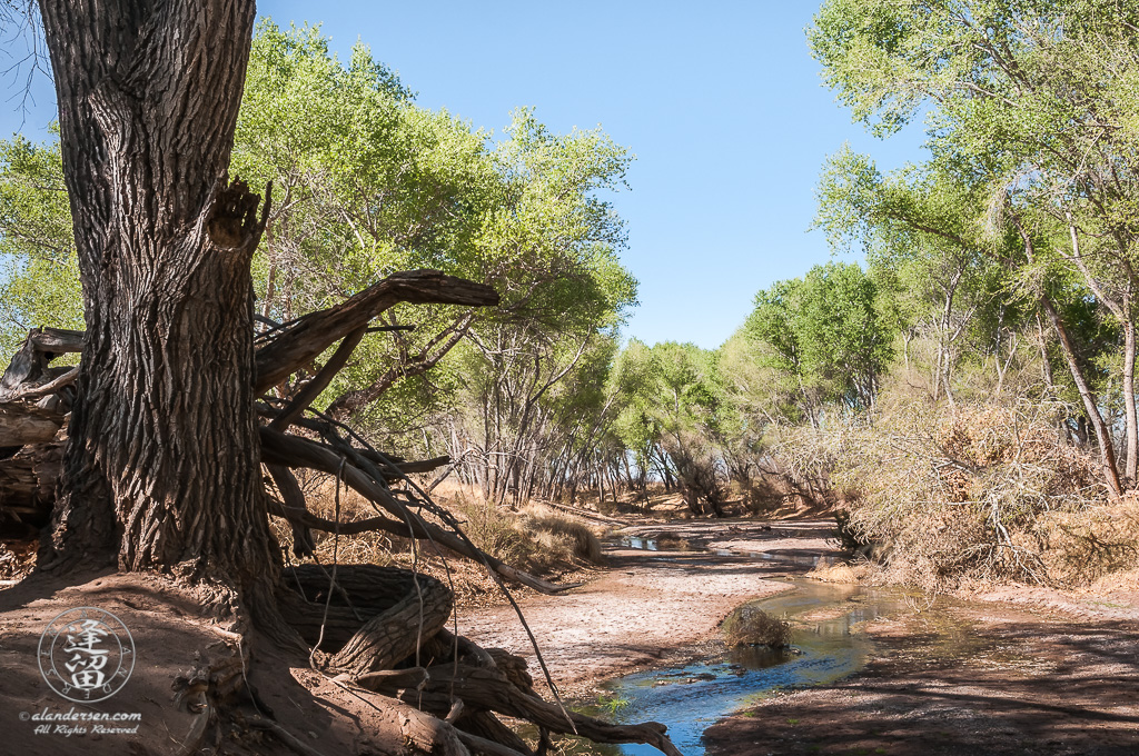 San Pedro River watercourse winding through the desert.