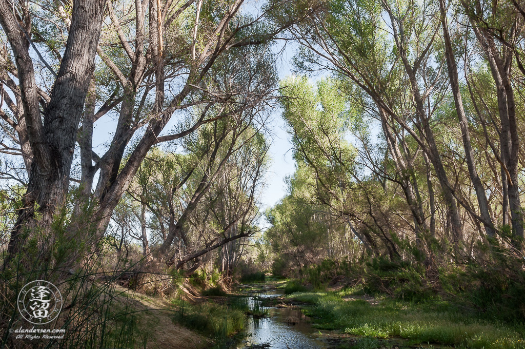 green banks of San Pedro River on early May morning.