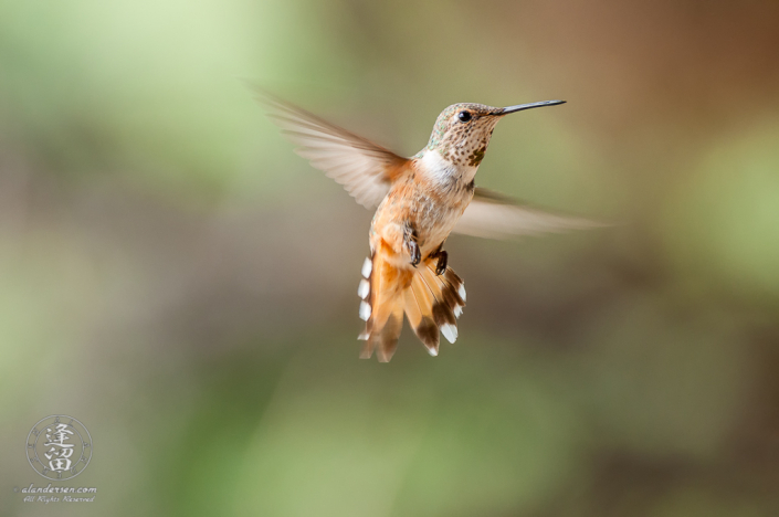 Male Rufus Hummingbird (Selasphorus rufus) hovering.