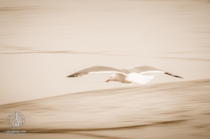 Seagull skimming above the ocean surf.