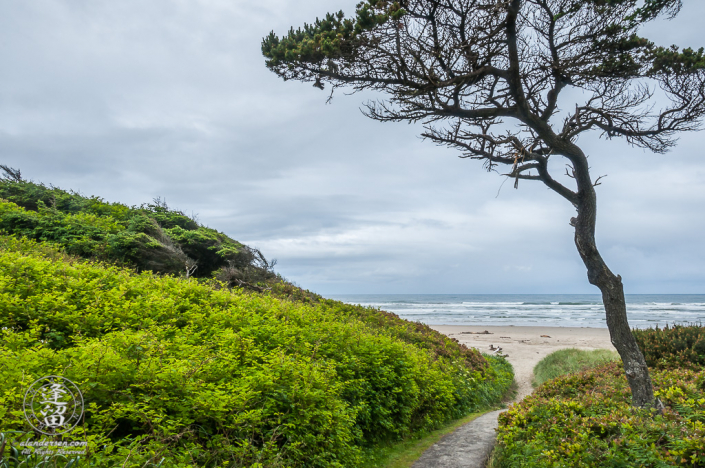 Paved path carving its way through green shrubs to beach.