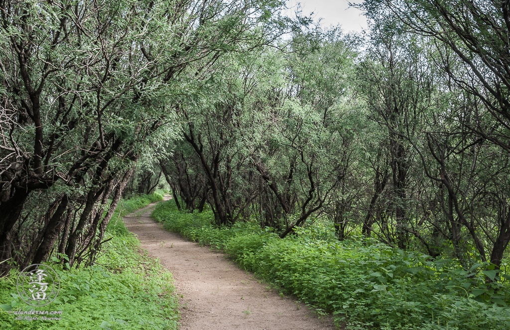 Desert trail winding through green weeds beneath mesquite trees.