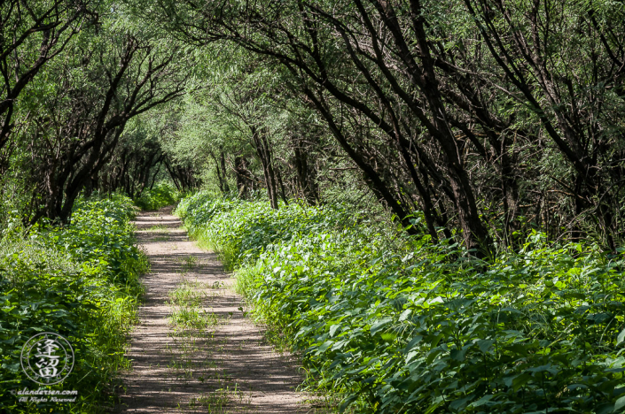 Desert trail winding through thick weeds beneath mesquite trees.