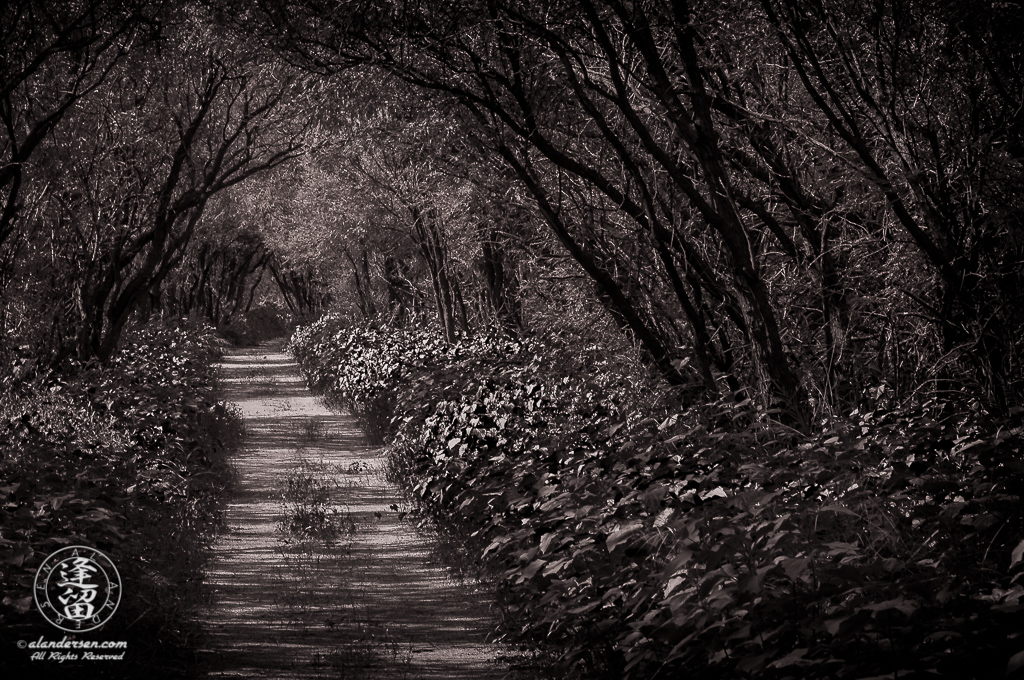 Desert trail winding through thick weeds beneath mesquite trees.