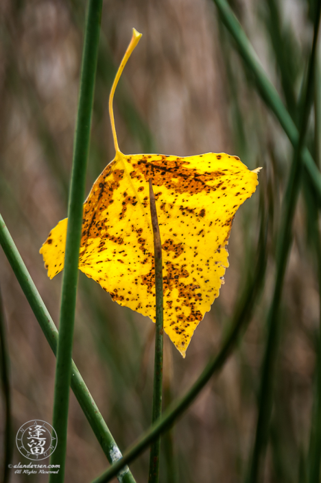 Back-lit yellowed Autumn Cottonwood leaf caught fast by horsetails.