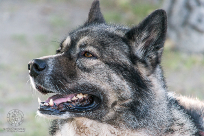 Hachi enjoying the wildlife from the shaded area by the picnic tables at Brown Canyon Ranch.