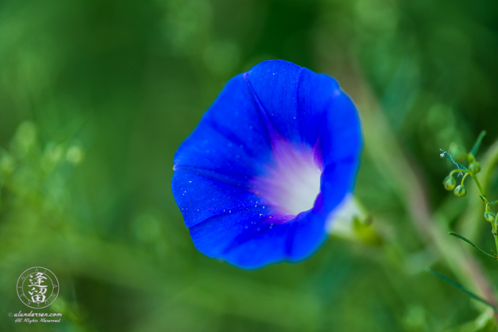 Canyon Morning Glory (Ipomoea barbatisepala) softly fading into vibrant green background.