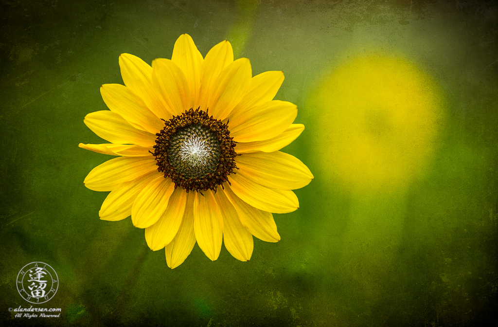 Common Sunflower (Helianthus annuus) under diffuse light on textured layer.