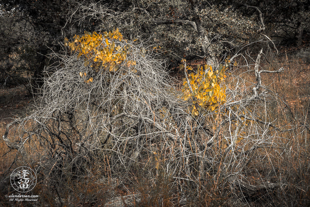 Canyon Grape (Vitis arizonica) vine.