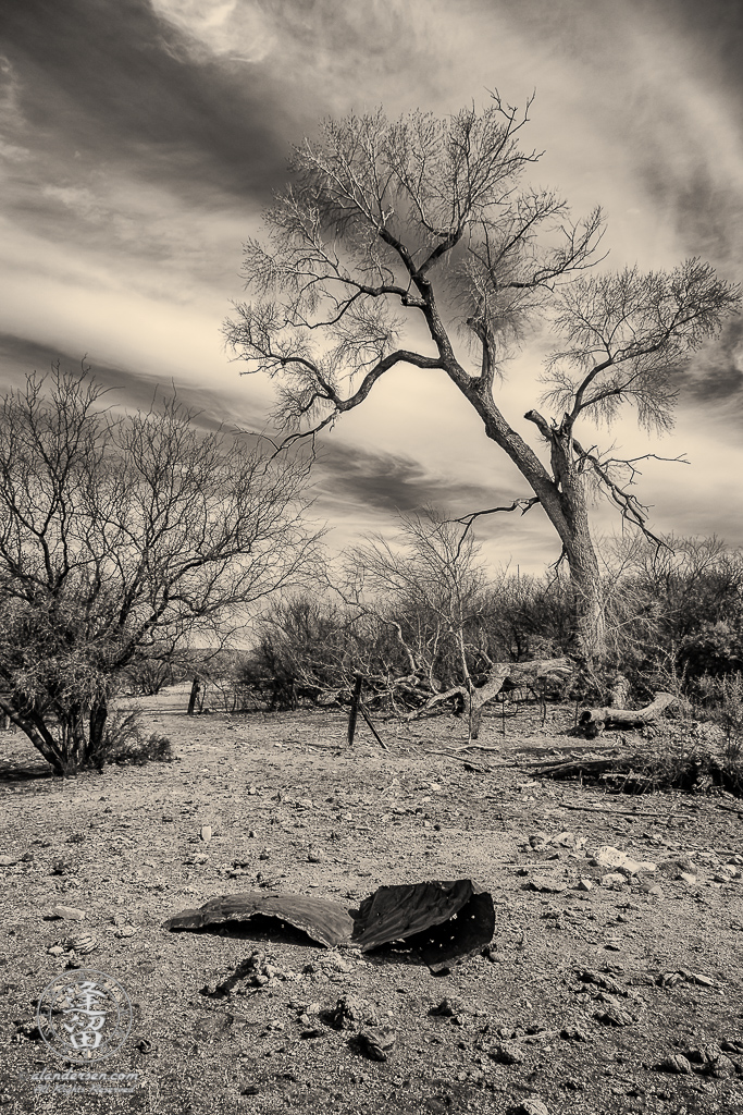 Cottonwood tree against cirrus clouds at cattle watering hole.