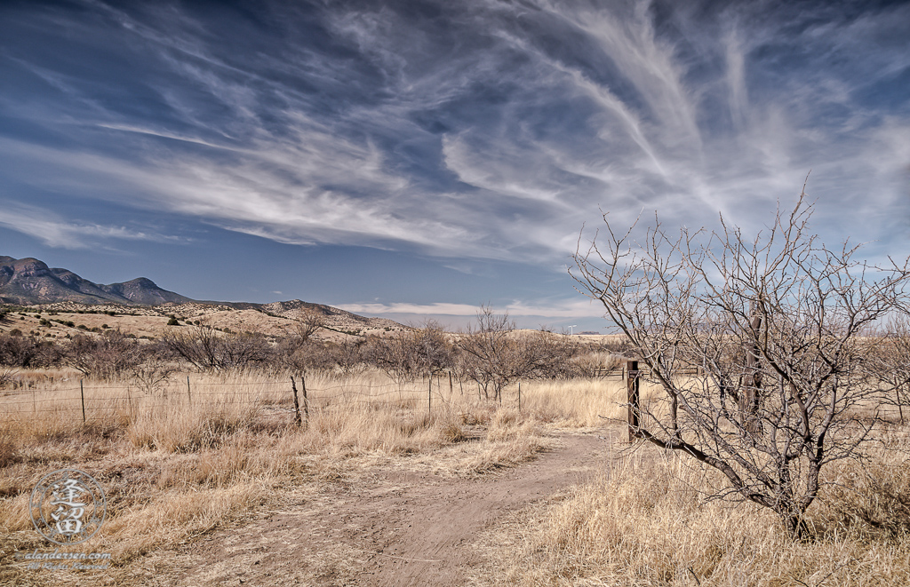 Desert grassland beneath Cirrus cloud tendrils in blue sky.