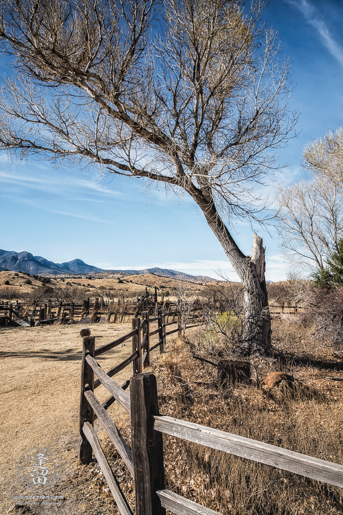 Old Cottonwood tree within the Main Pond fence enclosure.