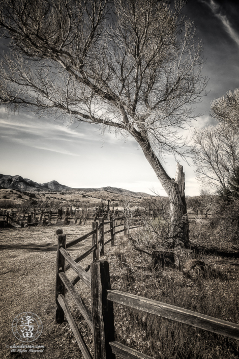 Old Cottonwood tree within the Main Pond fence enclosure.