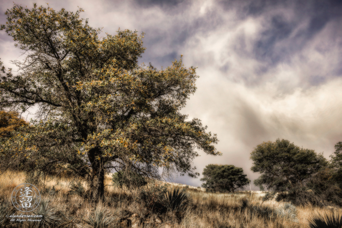 Late afternoon sunlight illuminates an Oak tree on the side of a grassy hill.