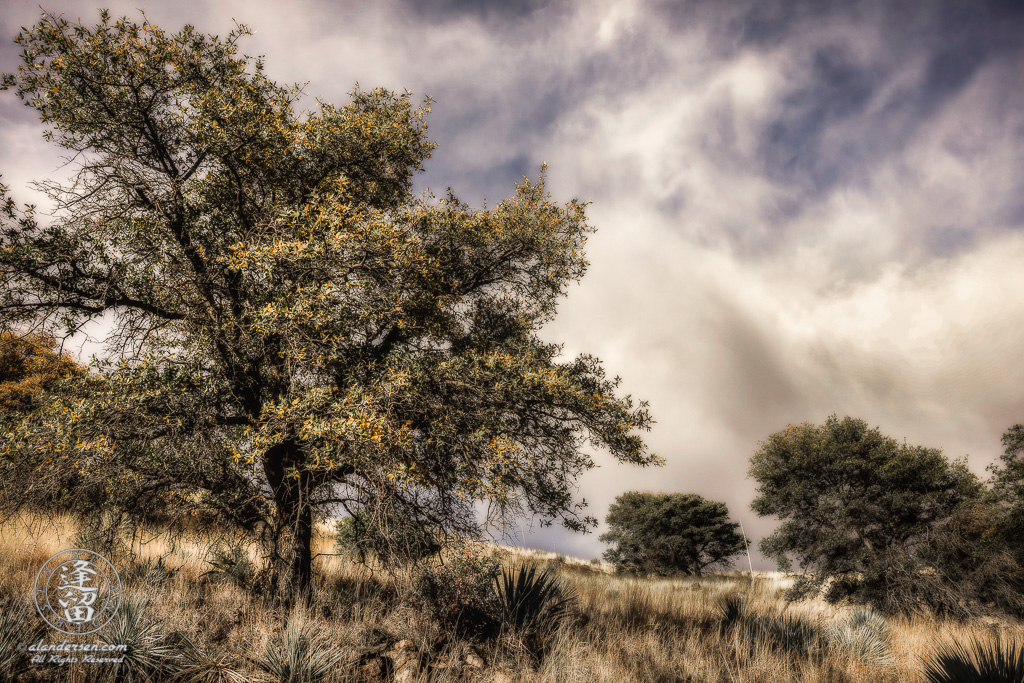 Late afternoon sunlight illuminates an Oak tree on the side of a grassy hill.