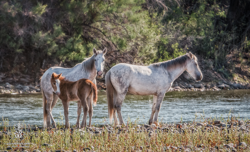 Brown foal, several weeks old, standing by its mother.