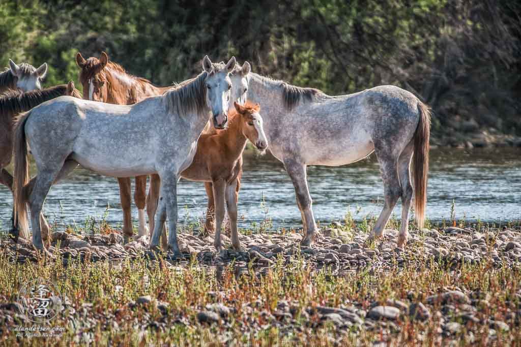 White mares from wild horse herd protectively shielding young foal.
