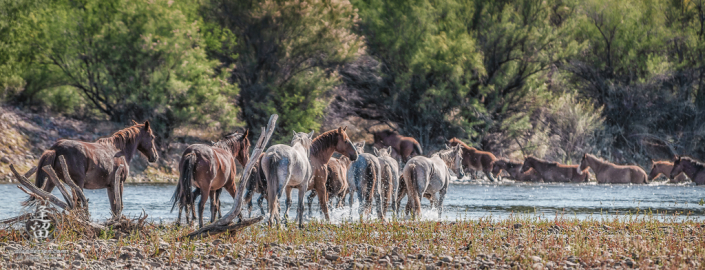 Two bands of wild horses congregating at river.