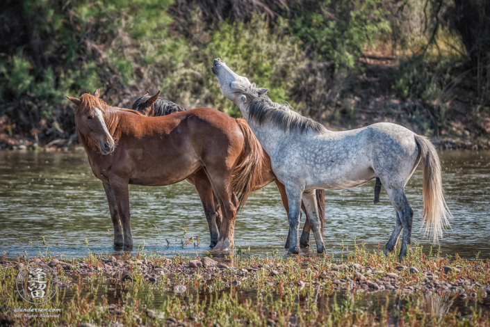 White stallion lifts his head to whinny at an unresponsive chestnut mare.