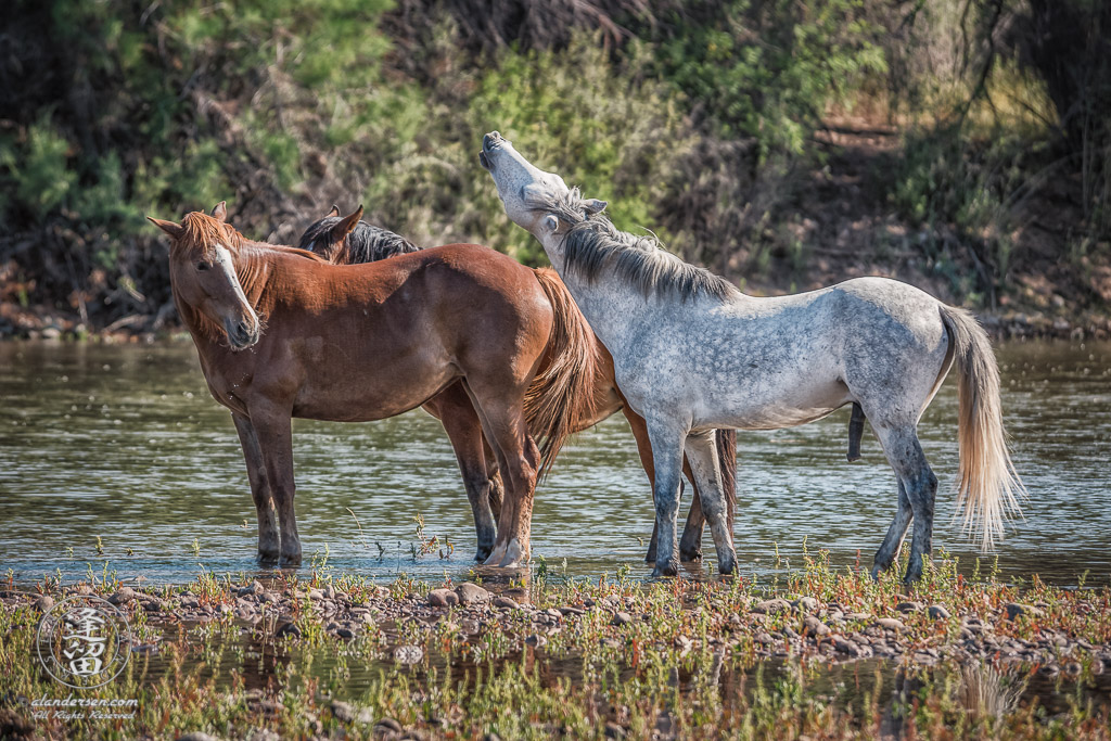 White stallion lifts his head to whinny at an unresponsive chestnut mare.