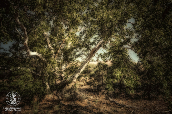 Sycamore tree by dry creek bed.