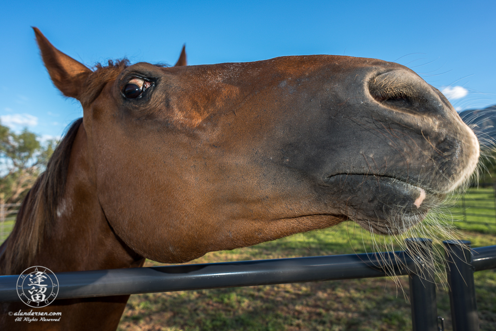 Closeup of Lori's Horse, Rudy, looking over round pen bars.