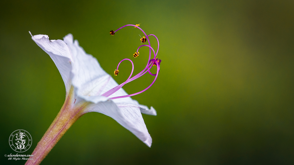 Sweet Four O'Clock (Mirabilis longiflora) flower against soft green background.